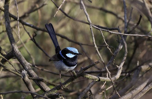 (The most social) bird of the year: why superb fairy-wren societies may be as complex as our own