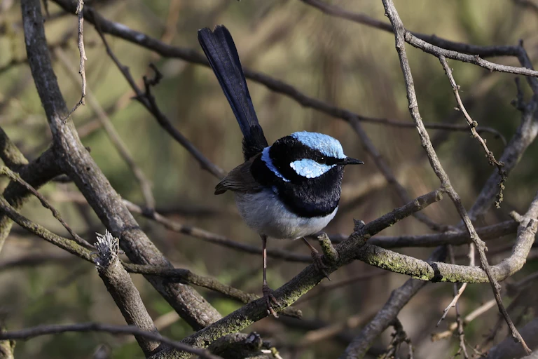 Superb fairy wren on tree branch