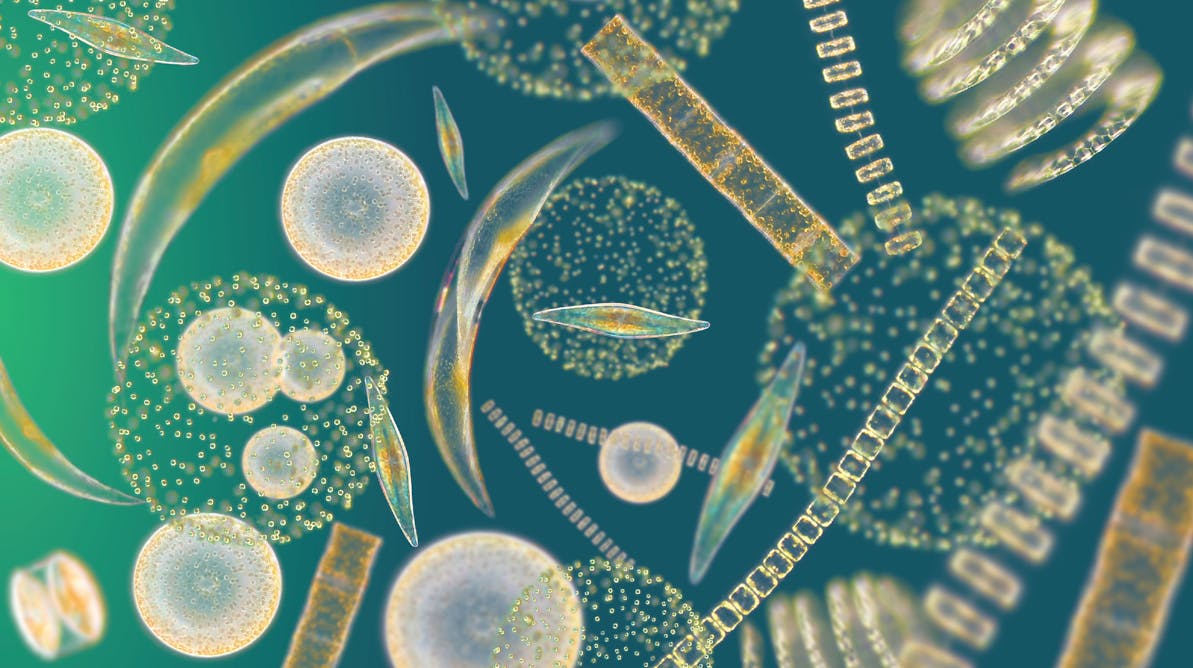 Одноклеточный планктон