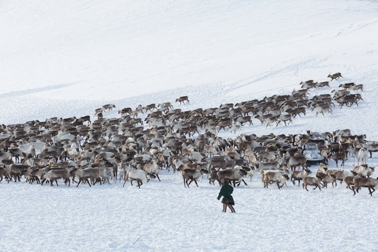 A man walks behind hundreds of reindeer on a snowy landscape.