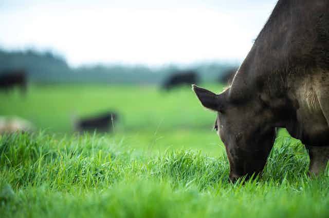 Cow grazing on grass