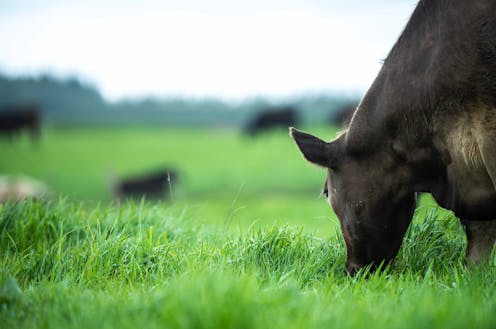 Do La Niña's rains mean boom or bust for Australian farmers?