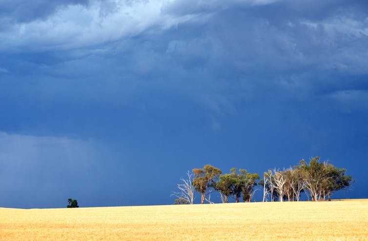 Storm moving across field of wheat