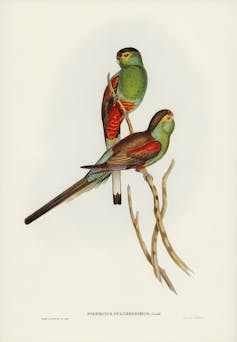 Lithograph of two male paradise parrots