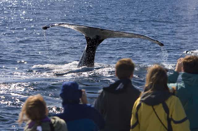 group of people watching a whale's tail rising above the water as it dives