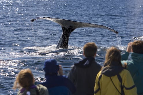 Thar she blows! An expert's guide to whale watching 101