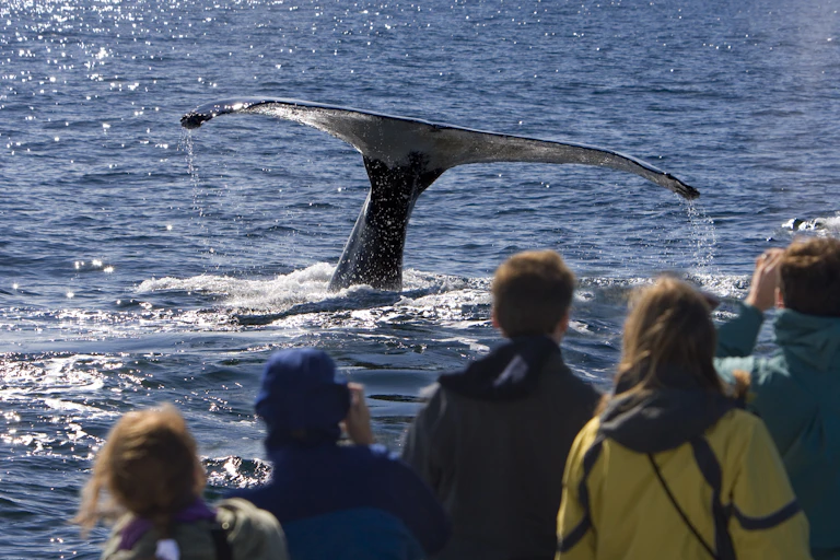 group of people watching a whale's tail rising above the water as it dives