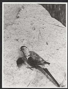 bird on termite mound