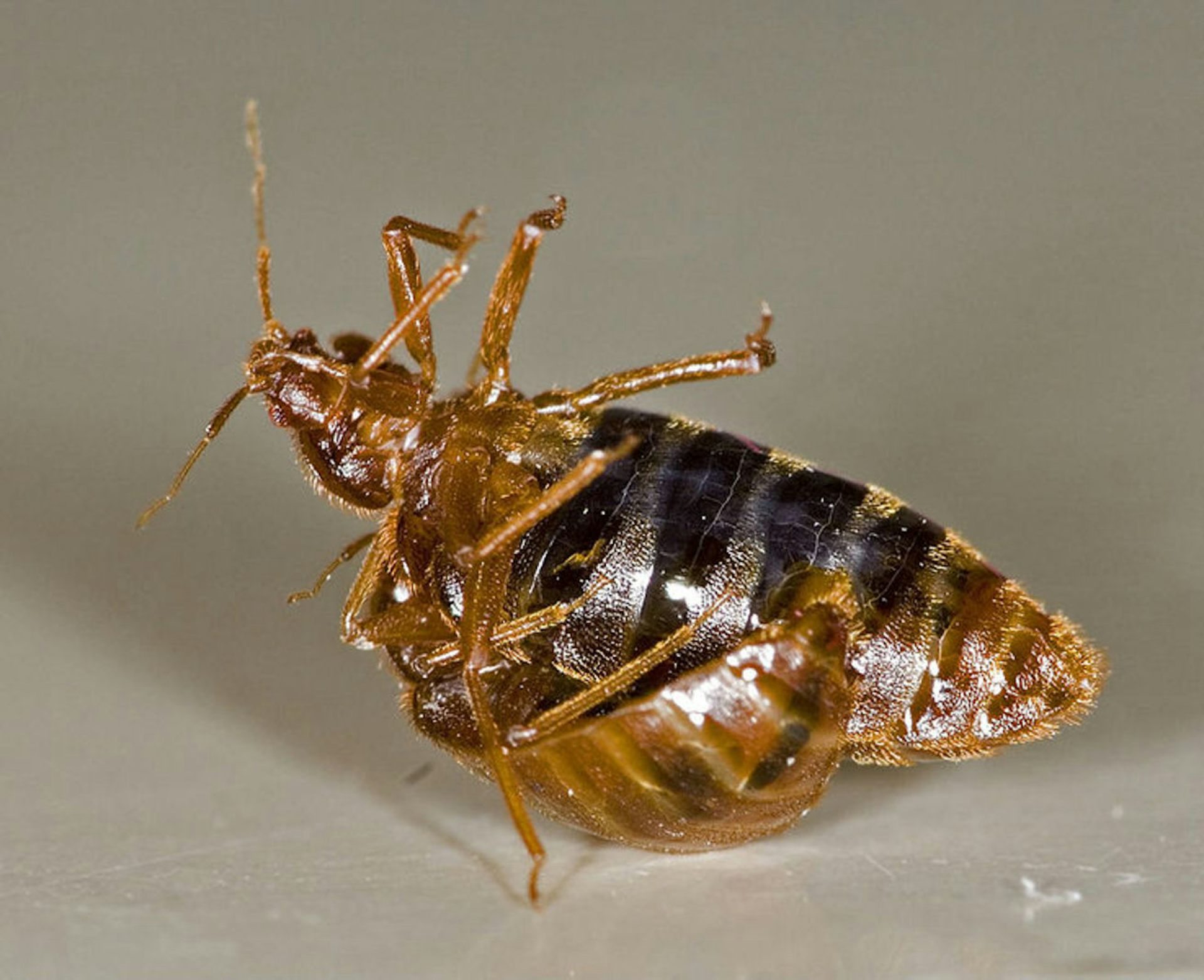 Invertebrates inject a bit of romance during sex – by stabbing each other