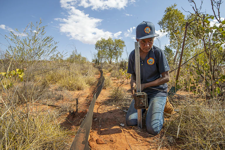 Indigenous ranger working on Country