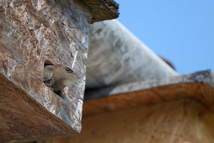 A swift's brown head pokes out of a plyboard nest box.