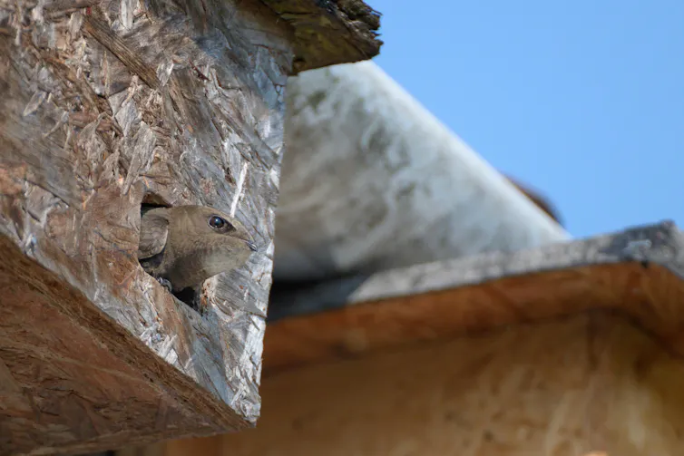 A swift's brown head pokes out of a plyboard nest box.