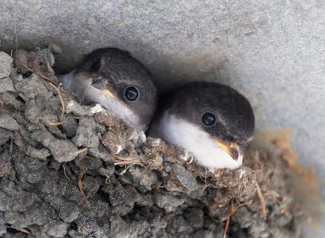 Two chicks with dark grey heads and white chests peer out of a nest.