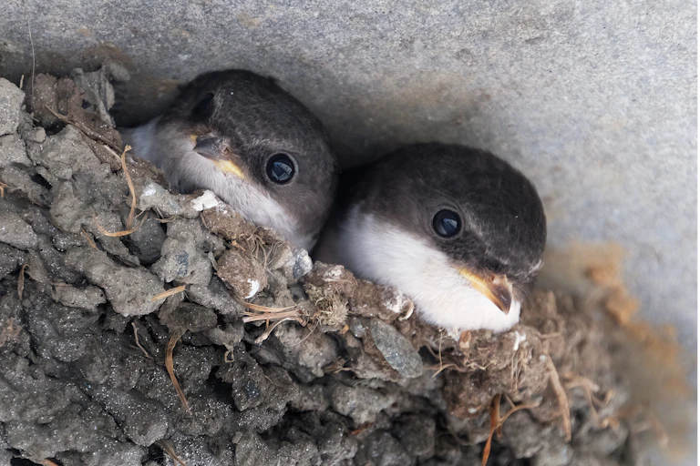 Two chicks with dark grey heads and white chests peer out of a nest.