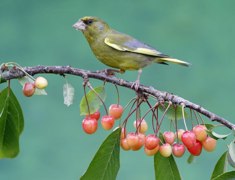A small green and yellow bird perched on a twig with berries.