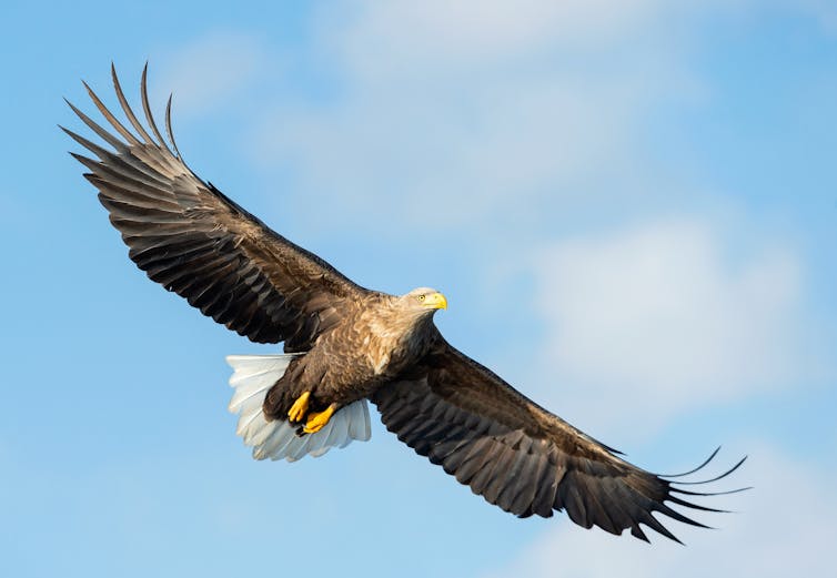 An adult white-tailed eagle in flight.