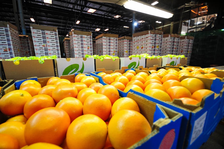 Packed citrus ready for export