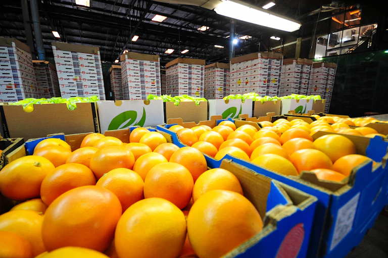 Packed citrus ready for export