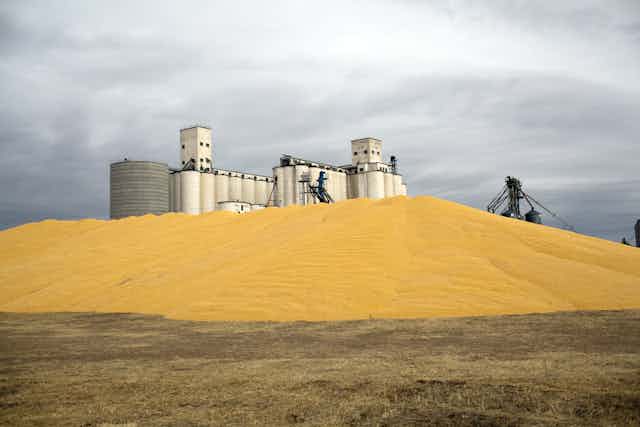 Mountain of corn kernels in front of a bank of grain towers.