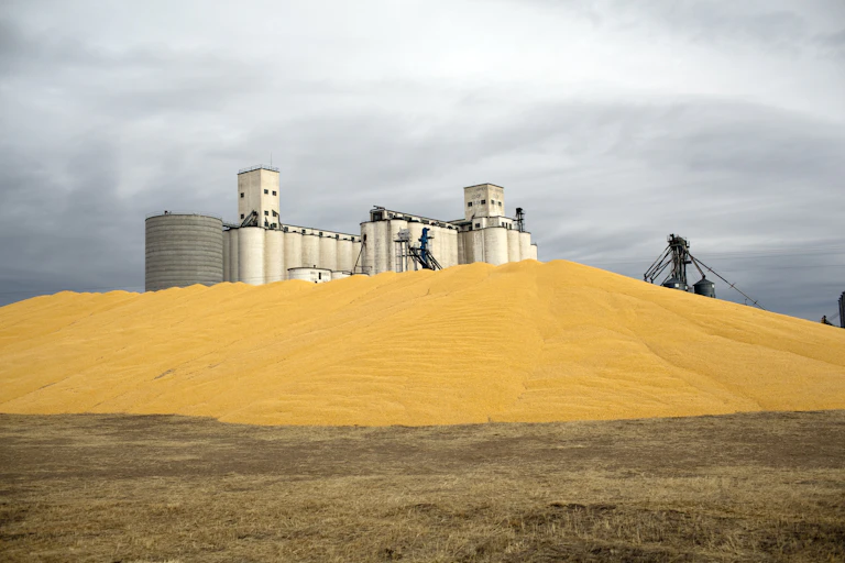 Mountain of corn kernels in front of a bank of grain towers.