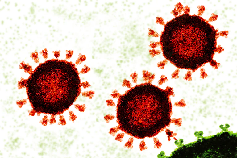 Three red coronavirus particles next to a green human cell.