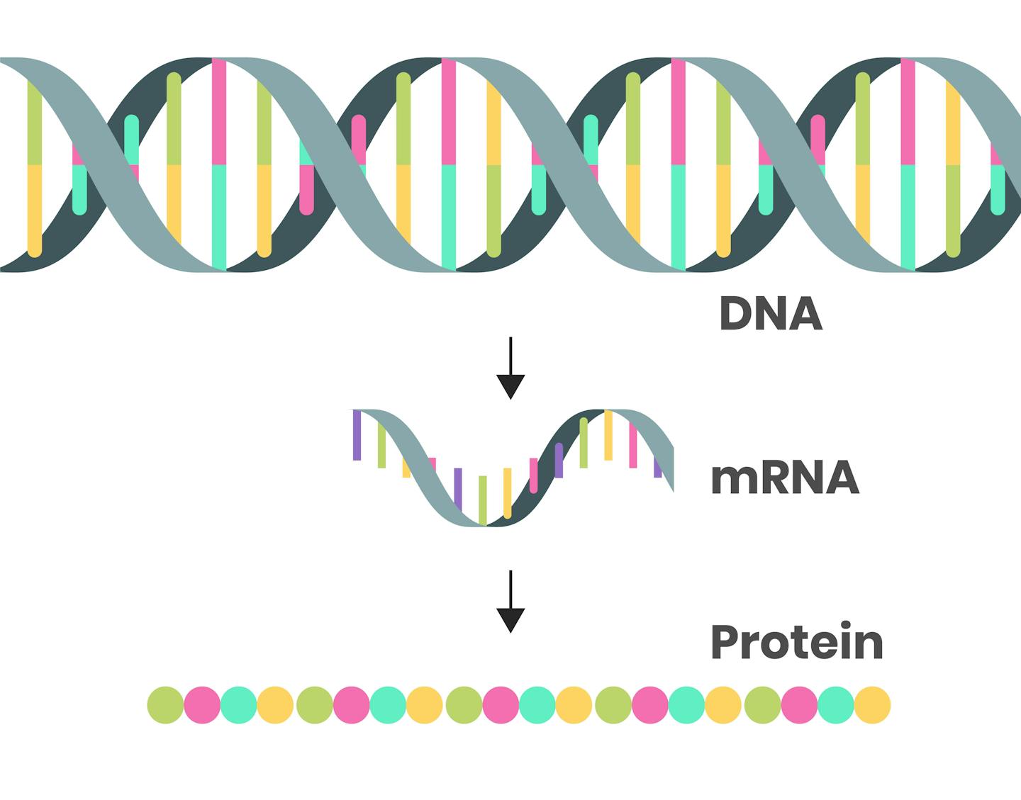 A diagram showing how DNA becomes mRNA which becomes proteins.