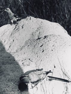 Male (lower) and female (upper) paradise parrots on their termite mound nest