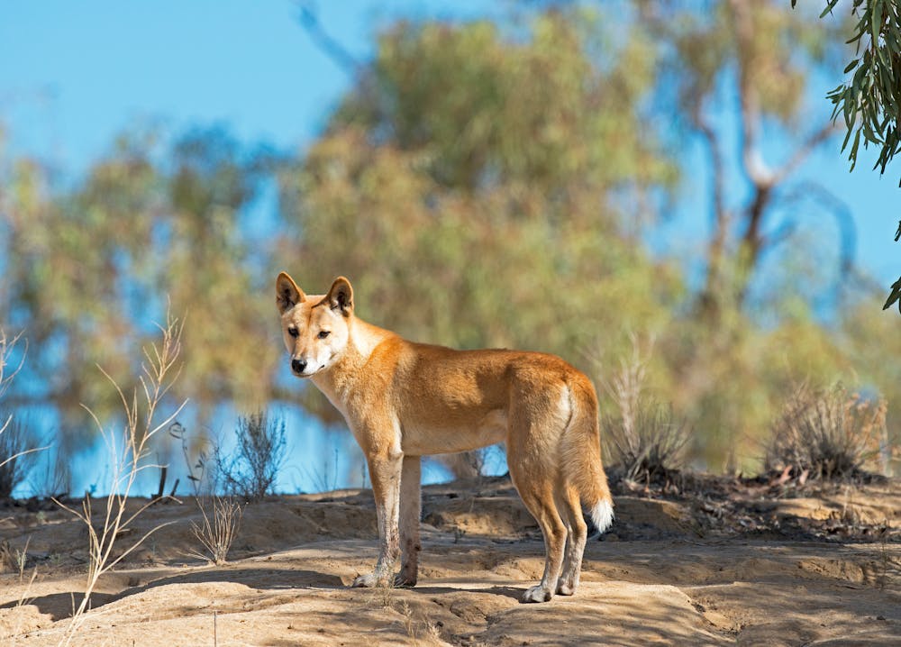 Ever wondered who would win in a fight between a dingo and a wolf