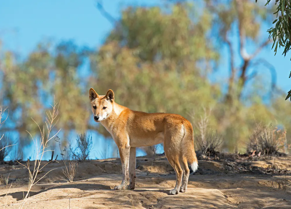 Dingo Fight Ever wondered who would win in a fight between a dingo and a wolf? An ...