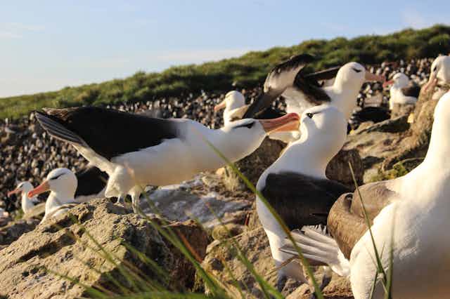 An albatross pair displays