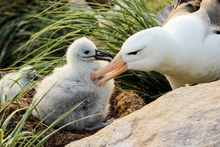 A parent grooms its chick