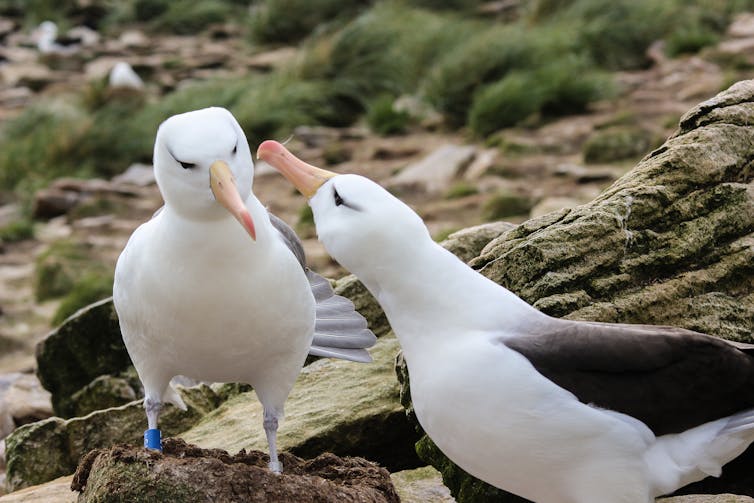 Exhibición de dos pájaros