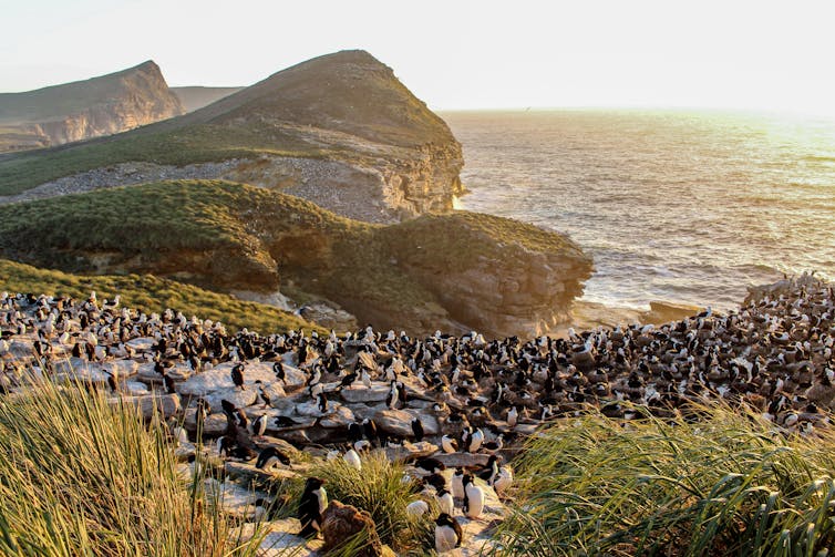 Birds congregate on a green hillside