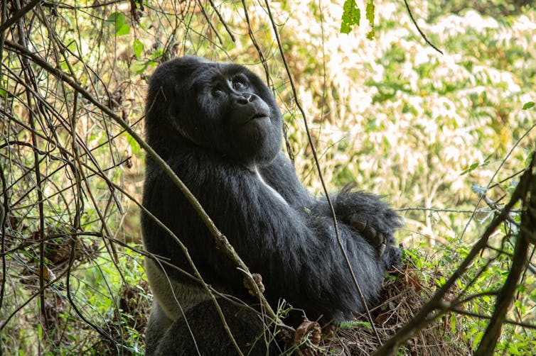 A gorilla surrounded by trees in Rwanda.