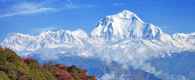 The snow-covered Himalayas with a hillside of rhododendrons in the foreground.