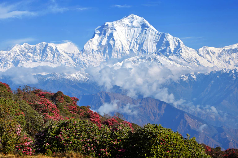 The snow-covered Himalayas with a hillside of rhododendrons in the foreground.