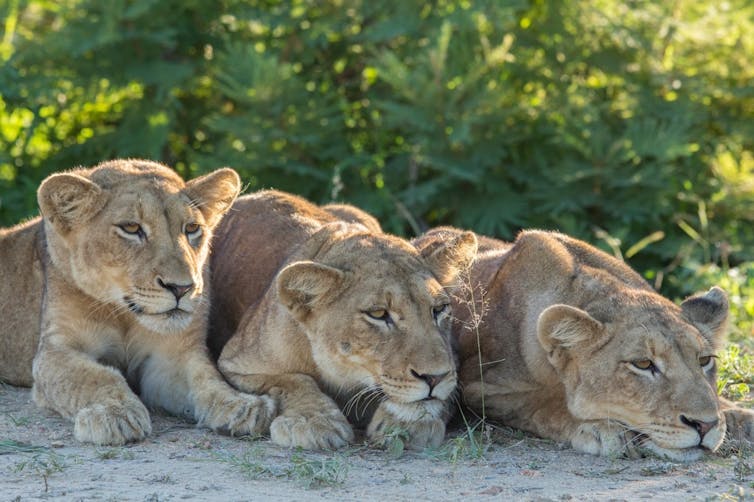 Three young lion cubs laying down photographed in South Africa's Kruger National Park.
