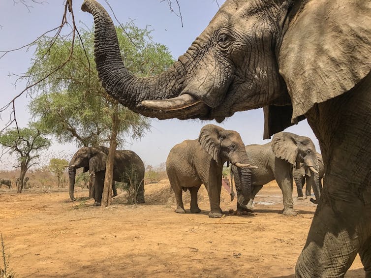A heard of elephants pictured at Chad's Zakouma National Park.