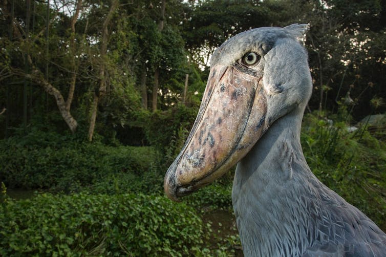 A large stork-like bird with an enormous shoe-shaped bill.
