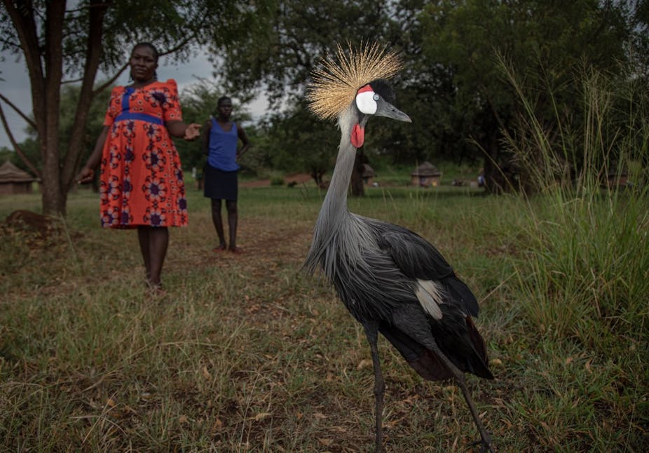 A grey crowned crane with a two people looking on in the background.