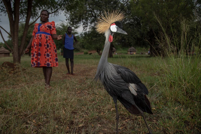 A grey crowned crane with a two people looking on in the background.