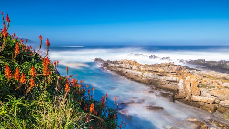 A rocky sea landscape with bright plants in the foreground.