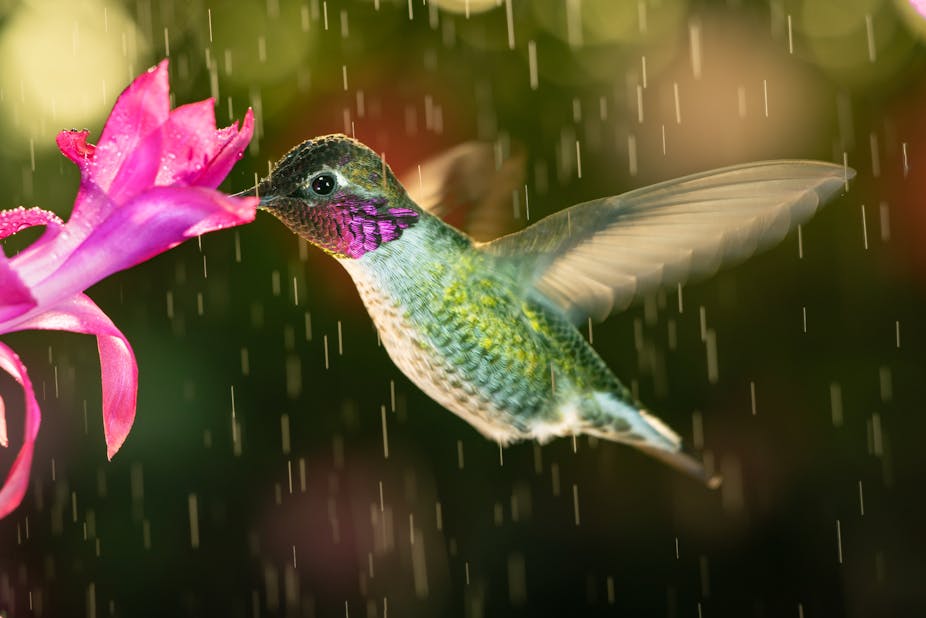 A beautiful hummingbird sucking nectar from a pink flower on rainy day.