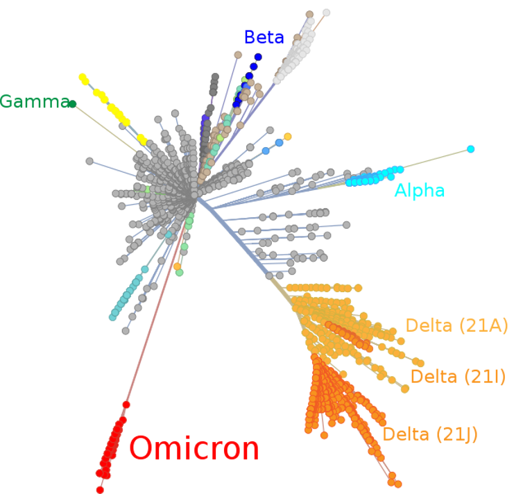 « Arbre phylogénétique » des différents variants, avec Omicron à part sur une branche
