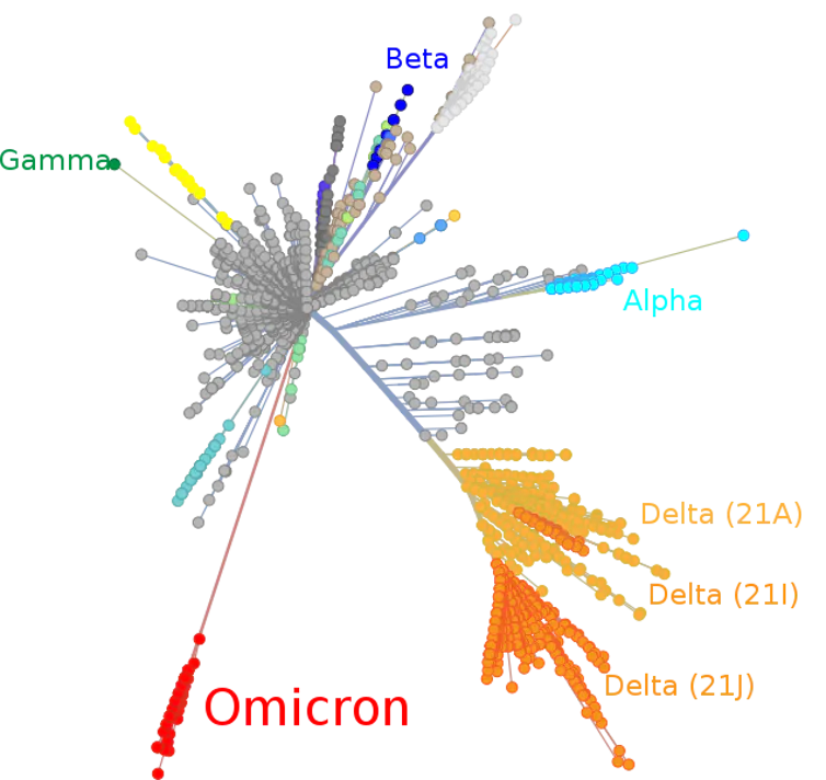« Arbre phylogénétique » des différents variants, avec Omicron à part sur une branche