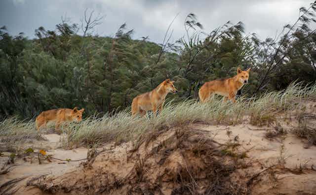Three dingoes on a sand dune