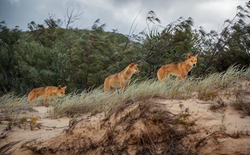 Why dingoes should be considered native to mainland Australia – even though humans introduced them