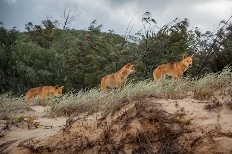 Three dingoes on a sand dune