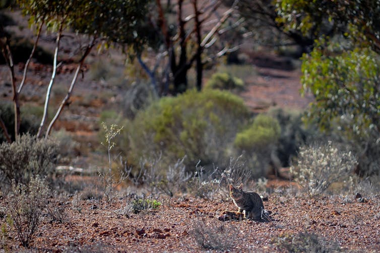 Cat sitting in the outback