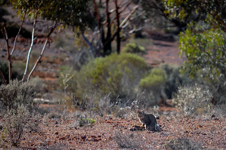 Cat sitting in the outback